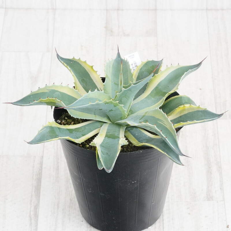 アガベ　オバティフォリア斑入り アガベ オバティフォリア 黄中斑 'Flipper' - メルカリ