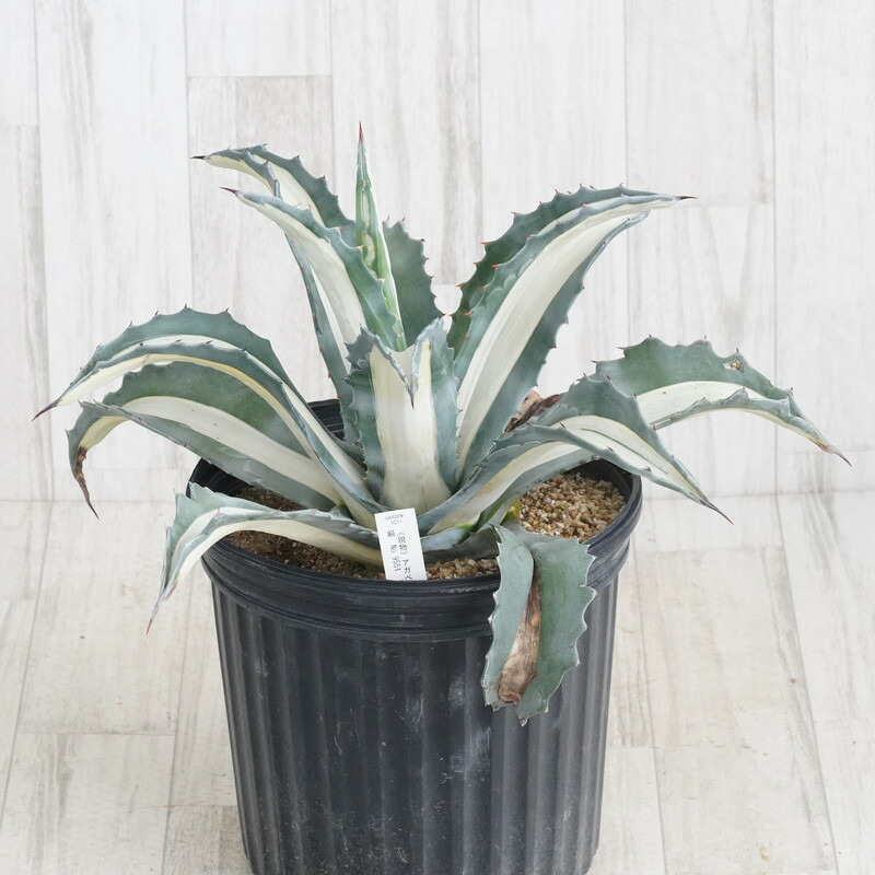 ☆地植40㎝×55㎝☆超大株☆美株☆アガベ アメリカーナ 華厳 ☆地植40㎝×55㎝☆超大株☆美株☆アガベ