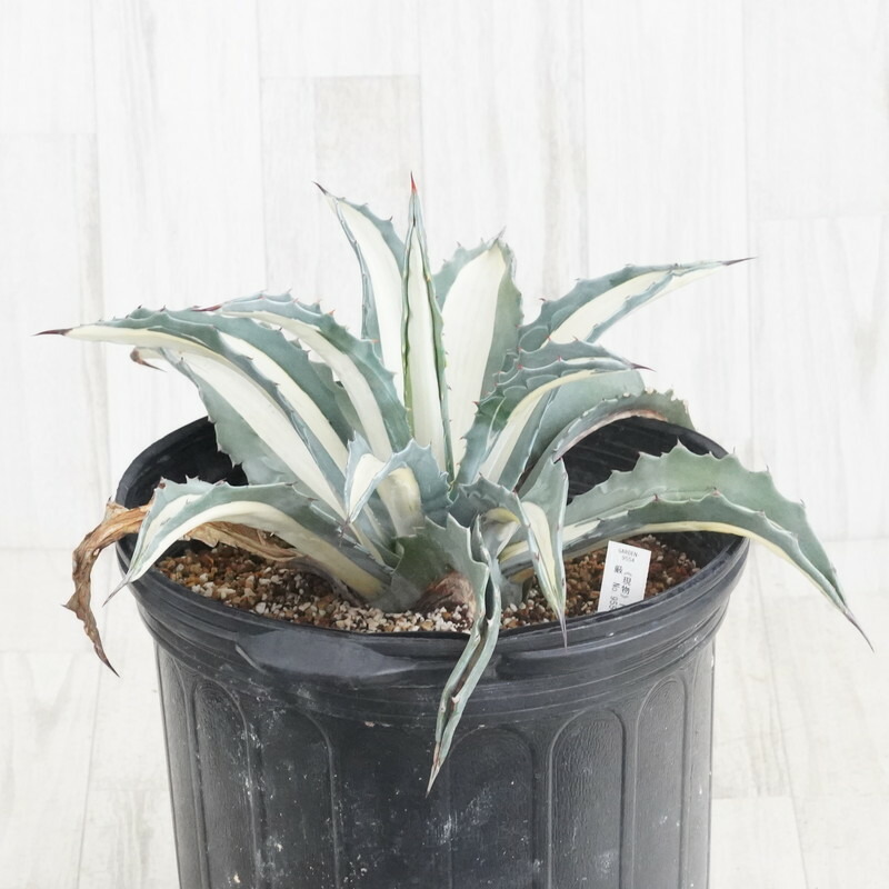 アガベ　特大株　アメリカーナ　華厳 楽天市場】【現品】アガベ・アメリカーナ 華厳 特大株 13号 黒鉢