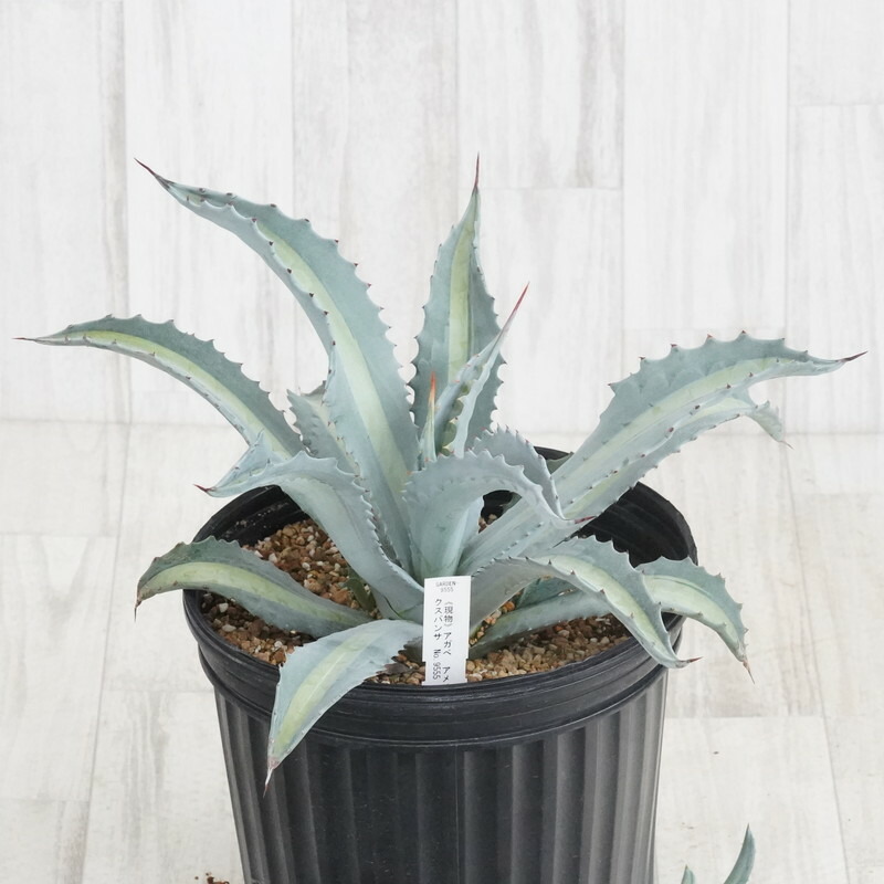 アガベ　華厳　57センチ❗ アガベ 華厳 57センチ❗ 楽天市場】アガベ 華厳（花・ガーデン