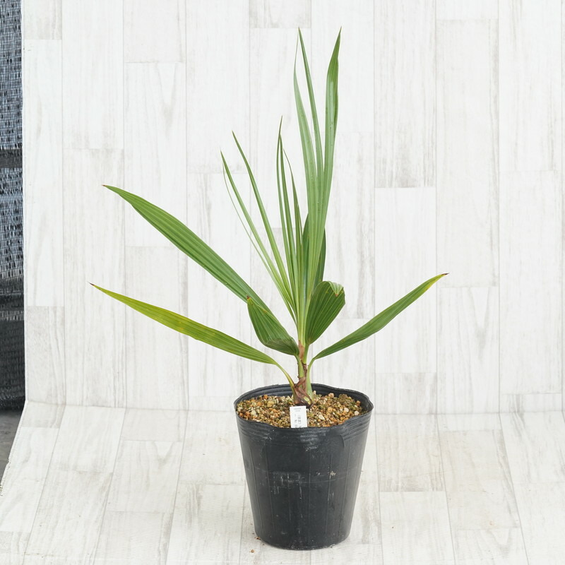 ゾノ様ブラヘア　アルマータ　高さ72㌢ ブラヘア アルマータ 【観葉植物 7号／1個売り】｜ 【植物の