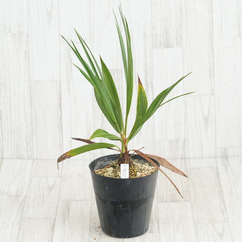 マック　5ポットセット ブラヘア　アルマータ 楽天市場】【現品発送】ブラヘア アルマータ 7号ポット植え（v05