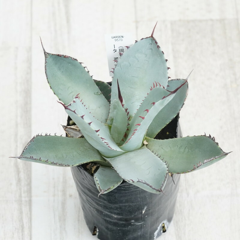 楽天市場】【特選】アガベ・パリー・トルンカータ ”ホワイト