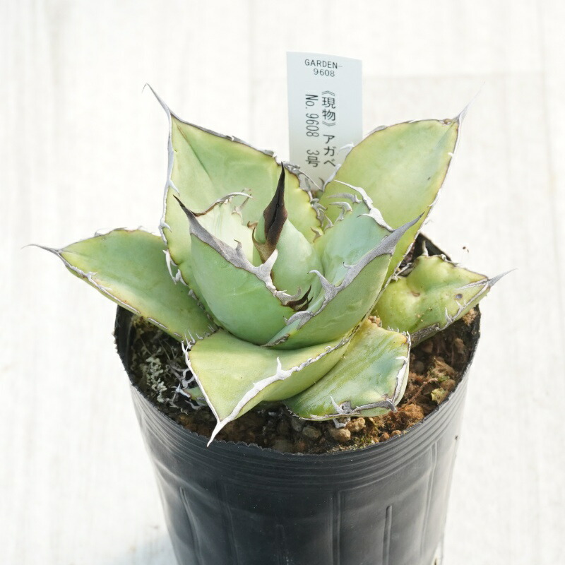 楽天市場】【選抜株】アガベ・オテロイ 特選ミニチュア陽炎 2号