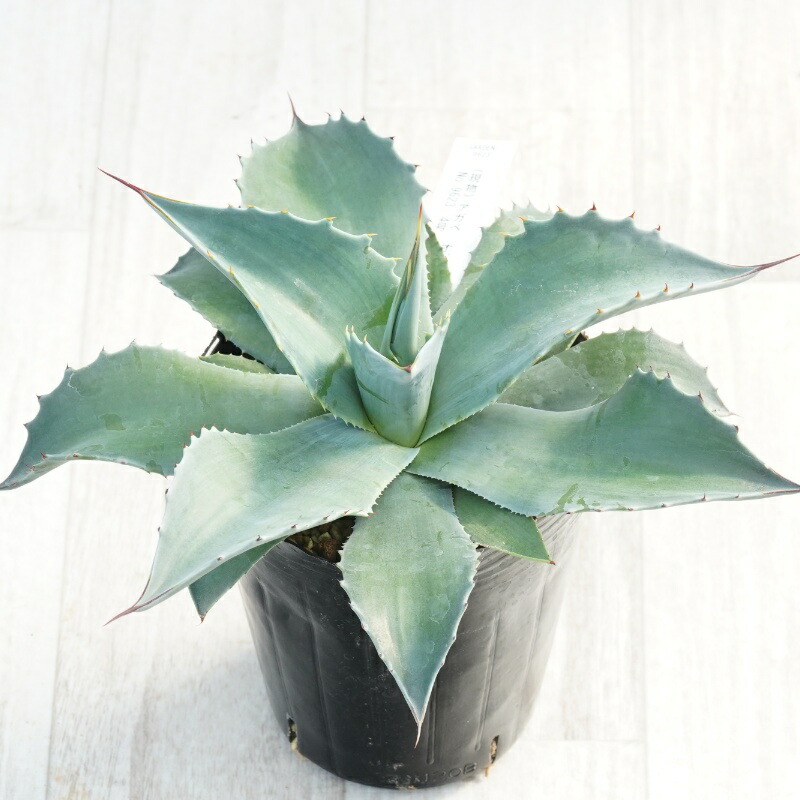 楽天市場】【現品発送】アガベ オバティフォリア【オルカ】 苗木【FA