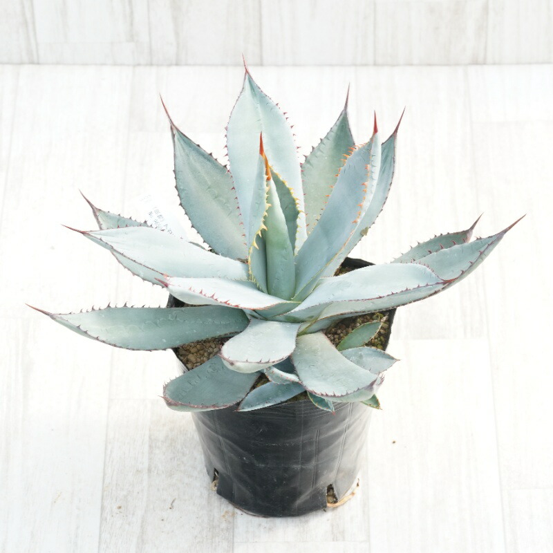 アガベパリー フレキシスピナ 3苗 抜き苗 2025年最新】フレキシスピナ アガベパリー フレキシスピナ 3苗 抜き苗 2025年最新】フレキシスピナ