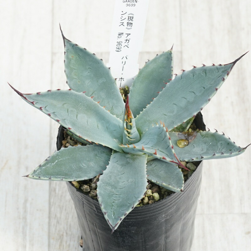 楽天市場】アガベ・パリー・フワチューケンシス（ホーチエンシス