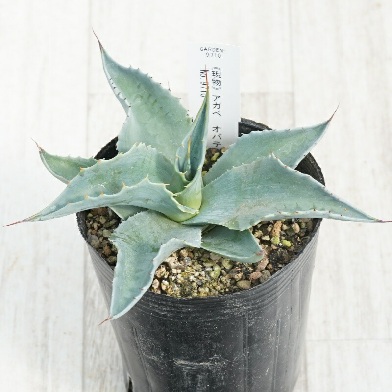 楽天市場】【現品】アガベ オバテイフォリア 斑入り 10号鉢植え A