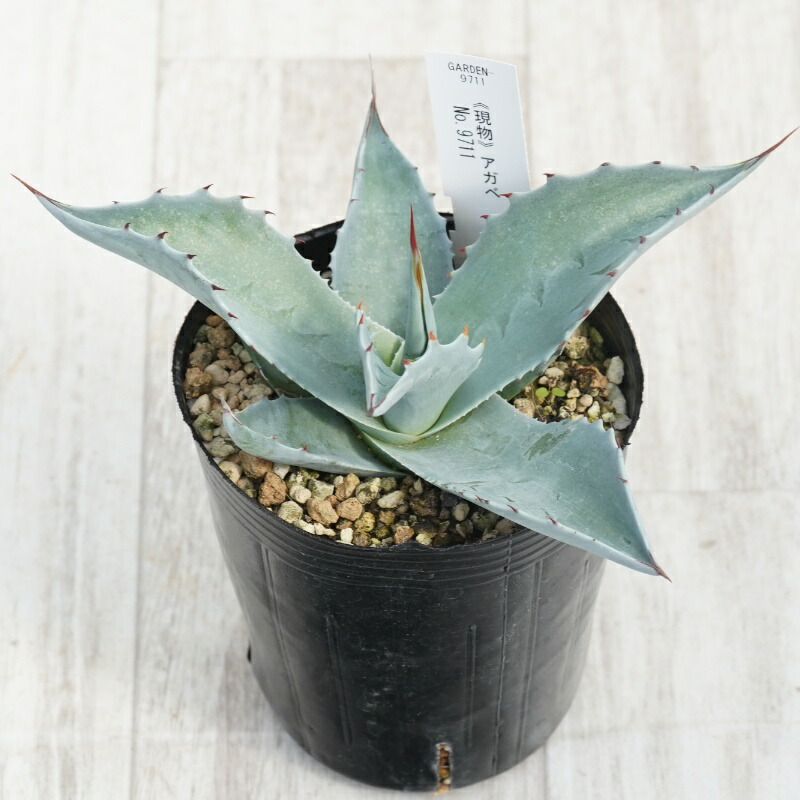 楽天市場】【現品】アガベ オバテイフォリア 斑入り 10号鉢植え A