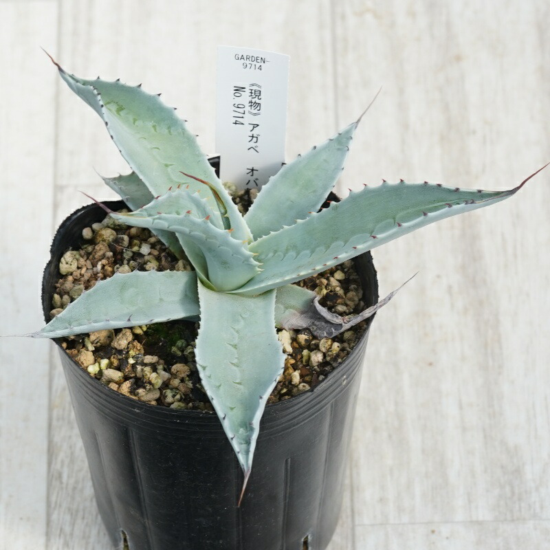楽天市場】【現品発送】アガベ オバティフォリア【オルカ】 苗木【FA