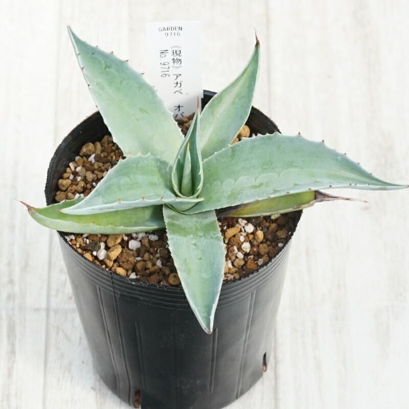 楽天市場】【現品】アガベ オバテイフォリア 斑入り 10号鉢植え A