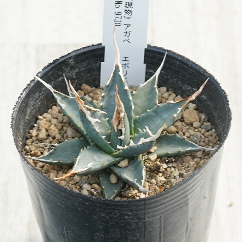 楽天市場】日時指定できません【現品・現物】アガベ サルミアナ