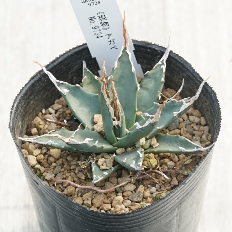 楽天市場】【実生選抜】アガベ・ユタエンシス「エボリスピナ」陽炎 3号