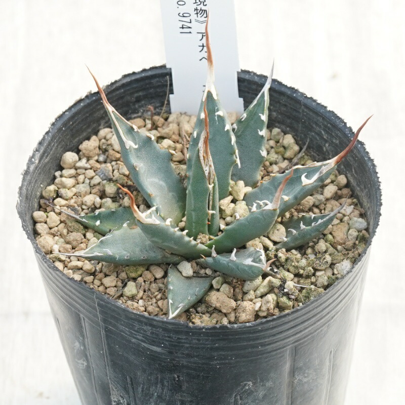 楽天市場】日時指定できません【現品・現物】アガベ サルミアナ