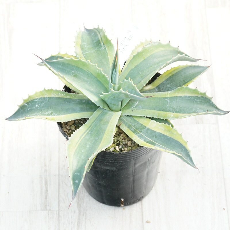 楽天市場】【現品発送】アガベ オバティフォリア 6号鉢植え W30cm超