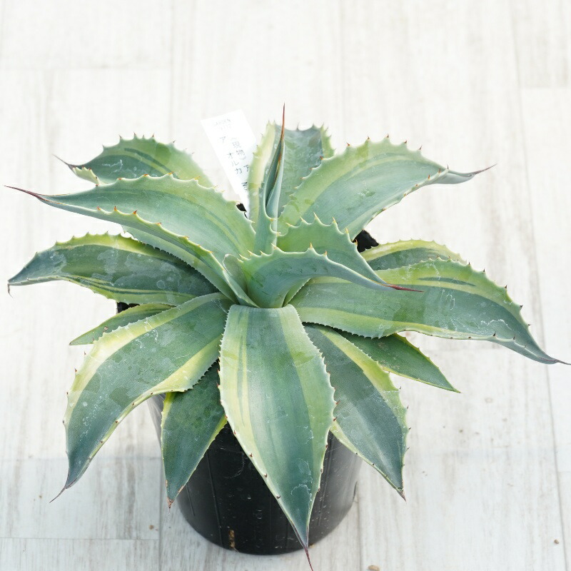 楽天市場】【現品】アガベ オバテイフォリア 斑入り 10号