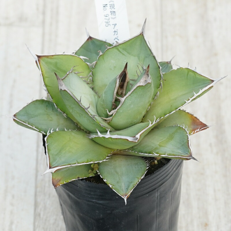 楽天市場】【現品・現物】【送料無料】アガベ・オテロイ 7号 MK番