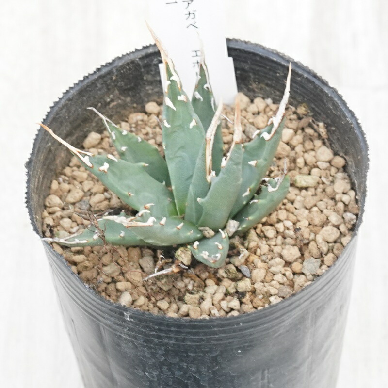 楽天市場】《現物》アガベ エボリスピナ アイボリースパイン 特選株 No
