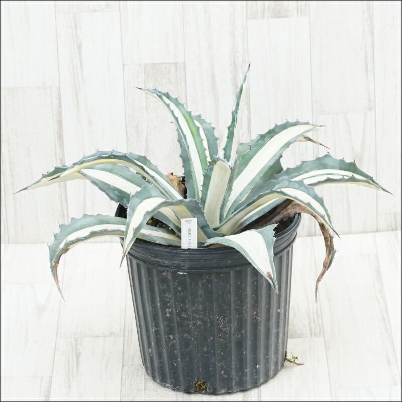 楽天市場】アガベ・アメリカーナ「華厳」 大株 ※7号規格 抜き苗 : 四国