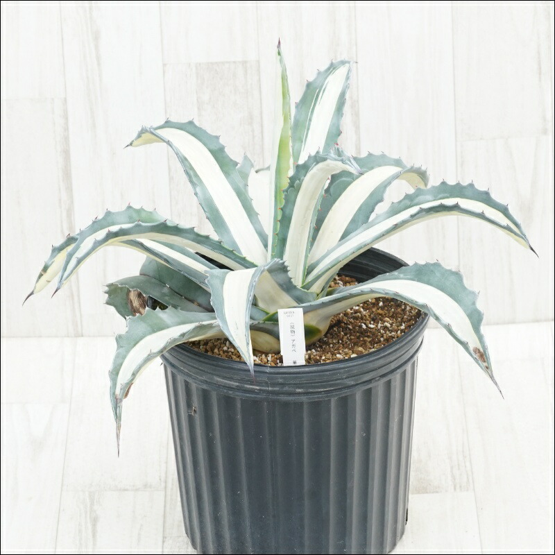 楽天市場】アガベ・グアダラハラナ 大株 ※7号規格 抜き苗 : 四国