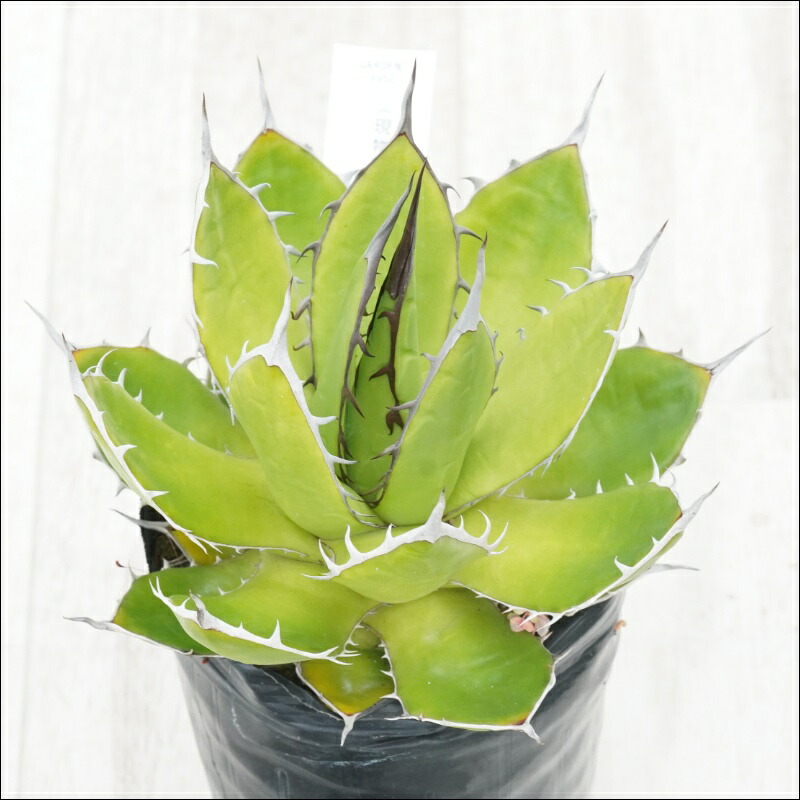 楽天市場】【特選】アガベ・ホリダ 陽炎 5号ポット : 四国ガーデン楽天