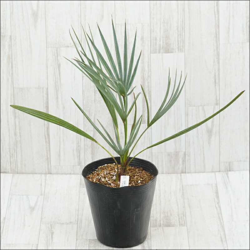 楽天市場】【現品】チャメロプス ボルケーノ 12号鉢植え【産直