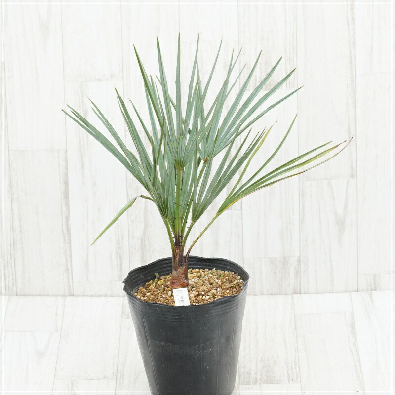 チャメロプス ボルケーノ 楽天市場】【現品発送】チャメロプス ボルケーノ 大株 15号鉢植え