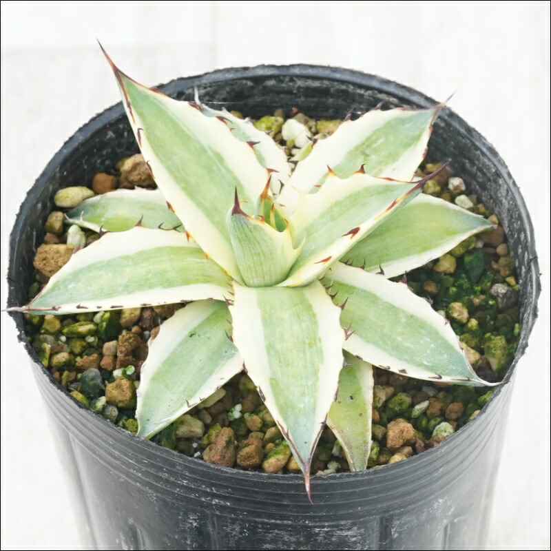 楽天市場】アガベ「トゥルー・ビューティ」 5号ポット : 四国ガーデン