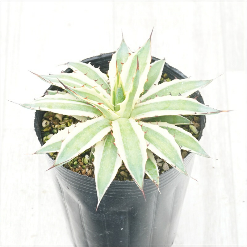 楽天市場】アガベ・ケルシー「ノヴァ」4号ロングポット : 四国ガーデン