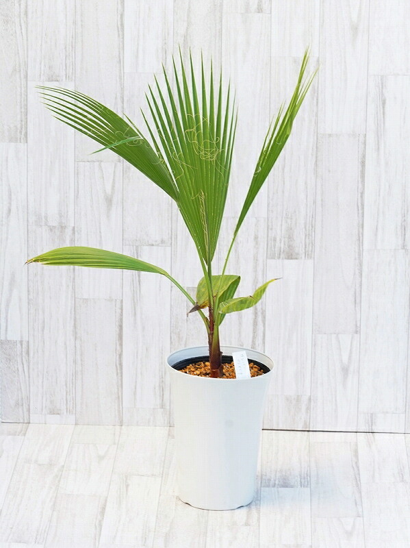 ワシントンヤシ　8号鉢つき　大株❗ ワシントンヤシ 8号鉢つき 大株❗