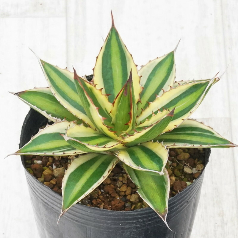 アガベ　エボリスピナ　ロング　陽炎　選抜コレクション❗️ アガベ エボリスピナ 陽炎超長棘 子株 No.12 2025年最新