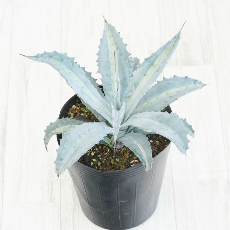 楽天市場】アガベ・エクスパンサ中斑 大株 ※7号規格 抜き苗 : 四国