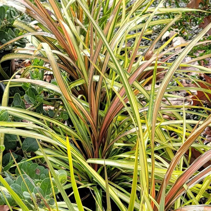 ドラセナ。コリジリネ。チョコレートクイン。観葉植物。鉢ごと無料で発送致します。 ドラセナ。コリジリネ。チョコレートクイン。観葉植物。鉢ごと