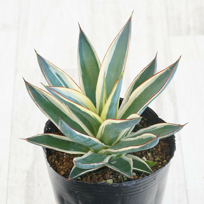 アガベ　スノーグロー　8号鉢 楽天市場】【現品・現物】アガベ・スノーグロー Agave hyb.'Snow