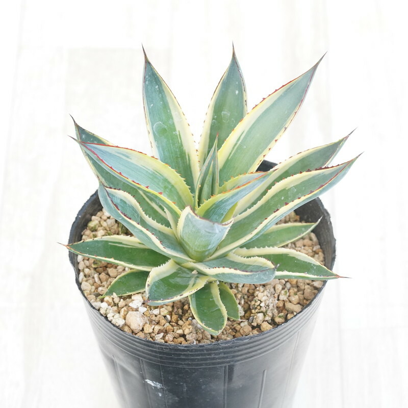 楽天市場】アガベ・エクスパンサ中斑 大株 ※7号規格 抜き苗 : 四国