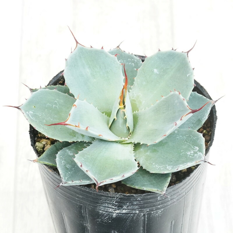 【No.20】アガベ パリートランカータ ライムストリーク 極上美株 No.20】アガベ パリートランカータ ライムストリーク 極上美株