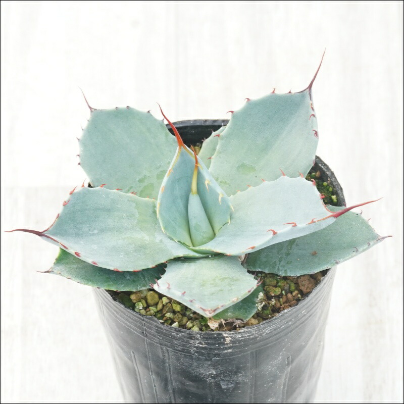 楽天市場】アガベ・ケルシー「ノヴァ」4号ロングポット : 四国ガーデン