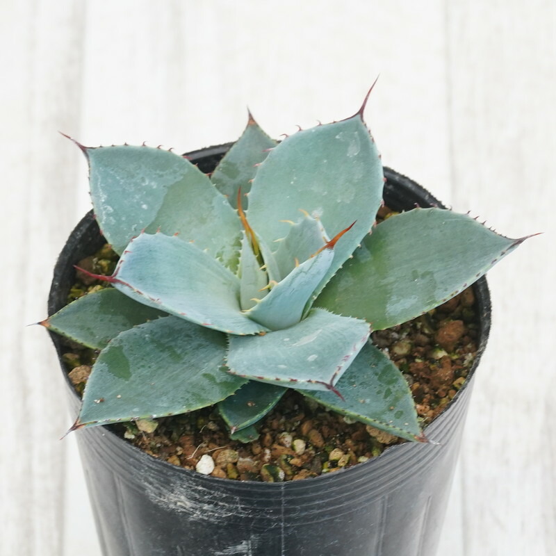 凛*様 アガベ パリー トランカータ Agave 鉢サイズ　8号 凛*様 アガベ パリー トランカータ Agave 鉢サイズ 8号 - メルカリ