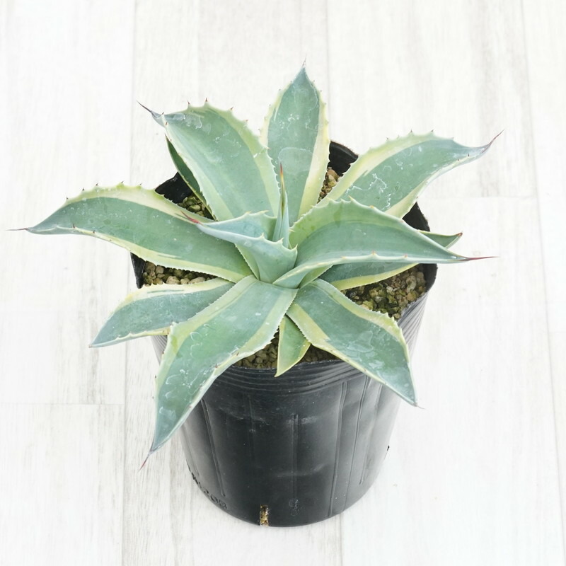 楽天市場】アガベ「ショー・タイム（Sho-Time）」交配種（オバティ