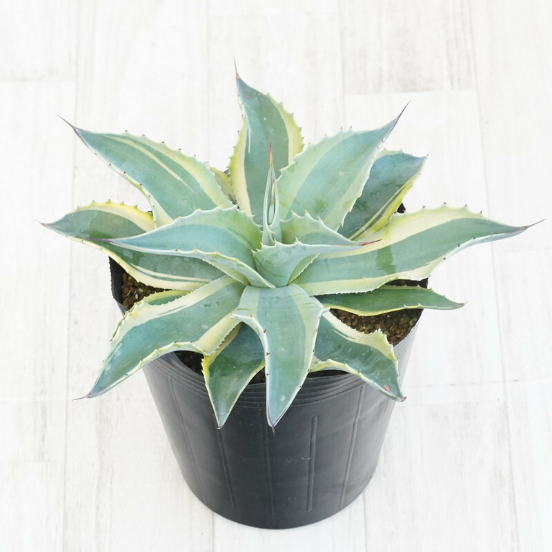 楽天市場】アガベ・オバティフォリア「ヴァンジー」 5号ポット : 四国