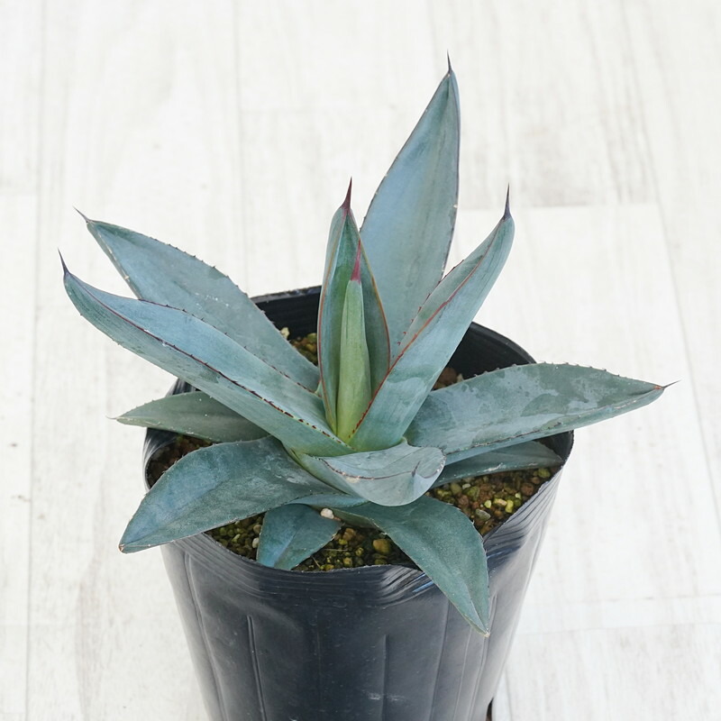 楽天市場】アガベ・ローファンサ「クアドリカラー」 5号ロング