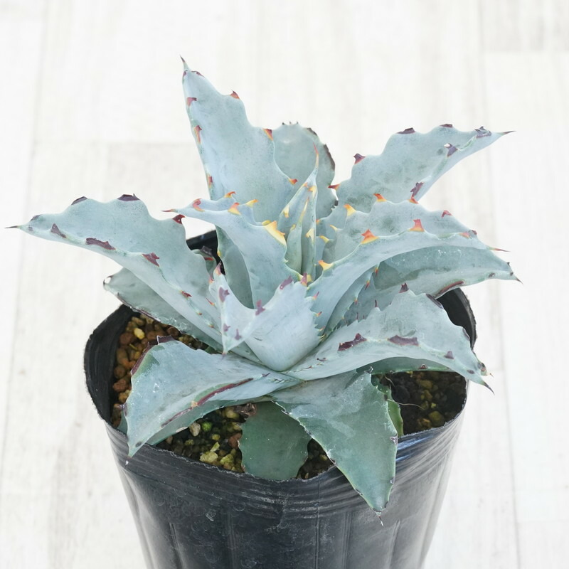 楽天市場】アガベ・シャウィー×ポタトラム「コロナ・デル