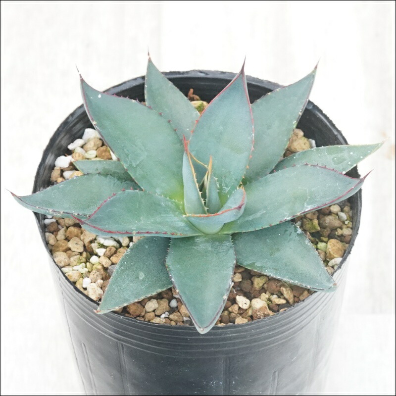 楽天市場】アガベ・パラサナ「トライアンファント」 5号ポット : 四国