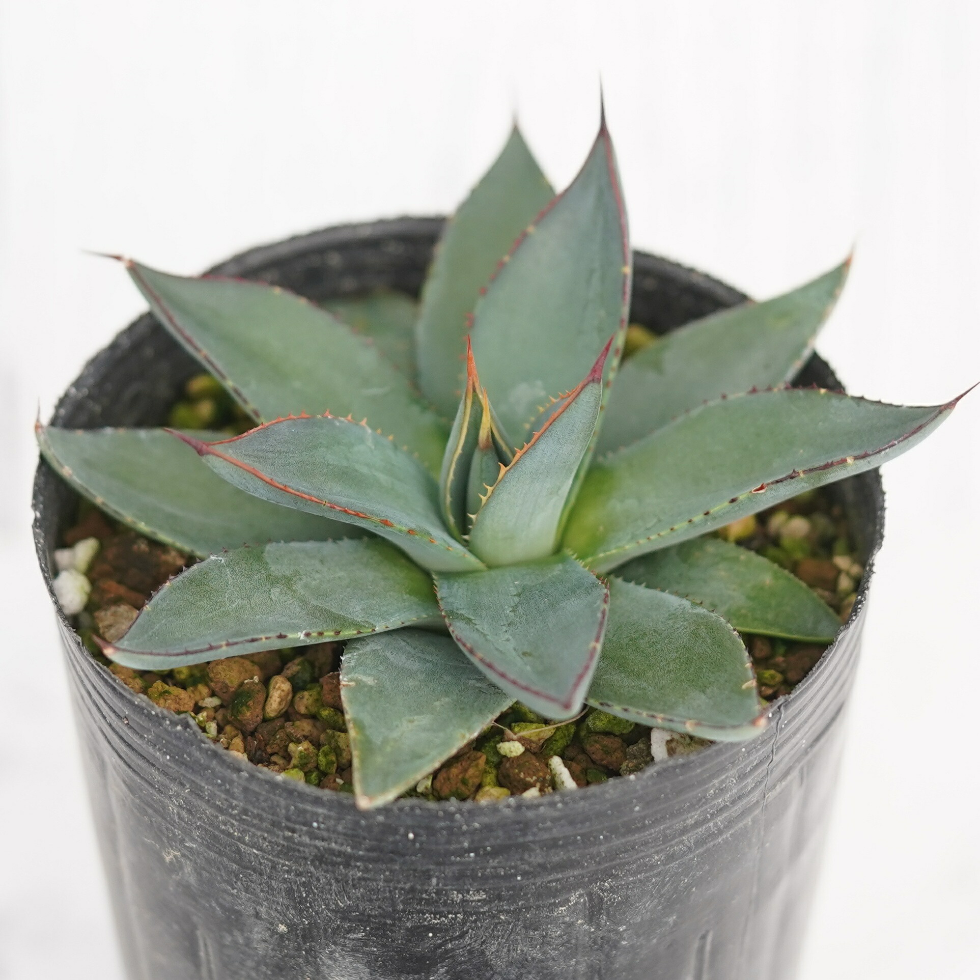 楽天市場】アガベ・ワコマヒー 3号ロングポット : 四国ガーデン楽天