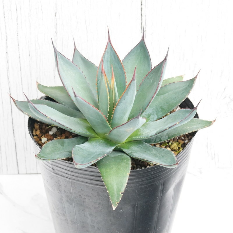 楽天市場】【現品・現物】アガベ・スノーグロー Agave hyb.'Snow