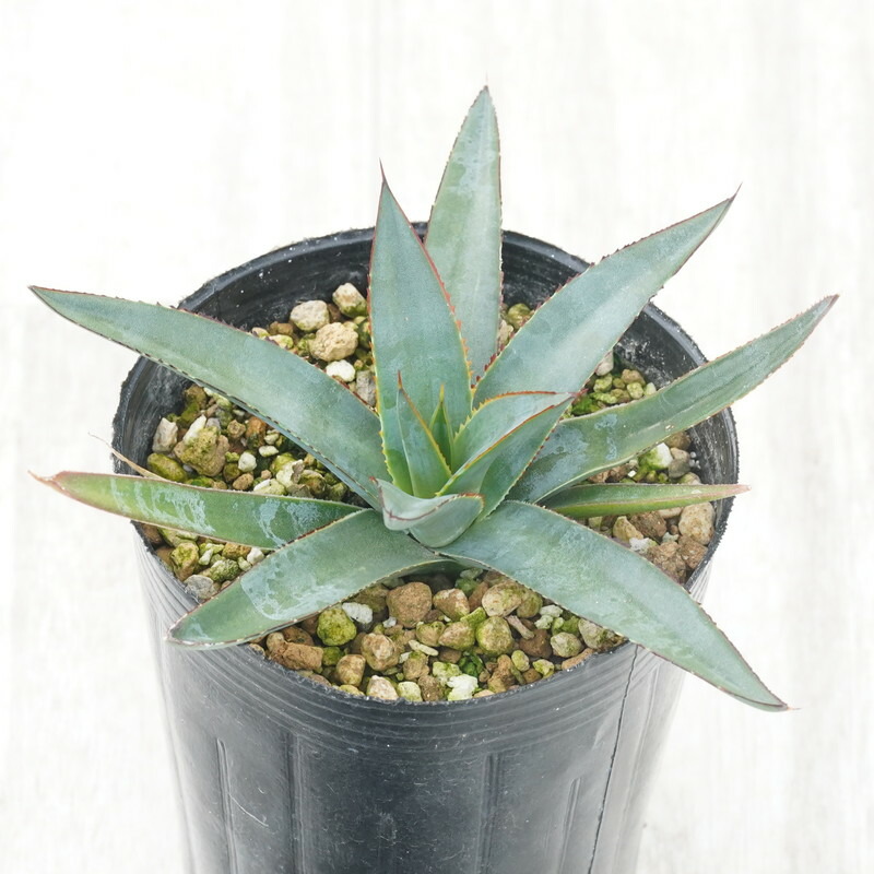 (現品)コロナデルディアブロ 楽天市場】アガベ・シャウィー×ポタトラム「コロナ・デル・ディアブロ