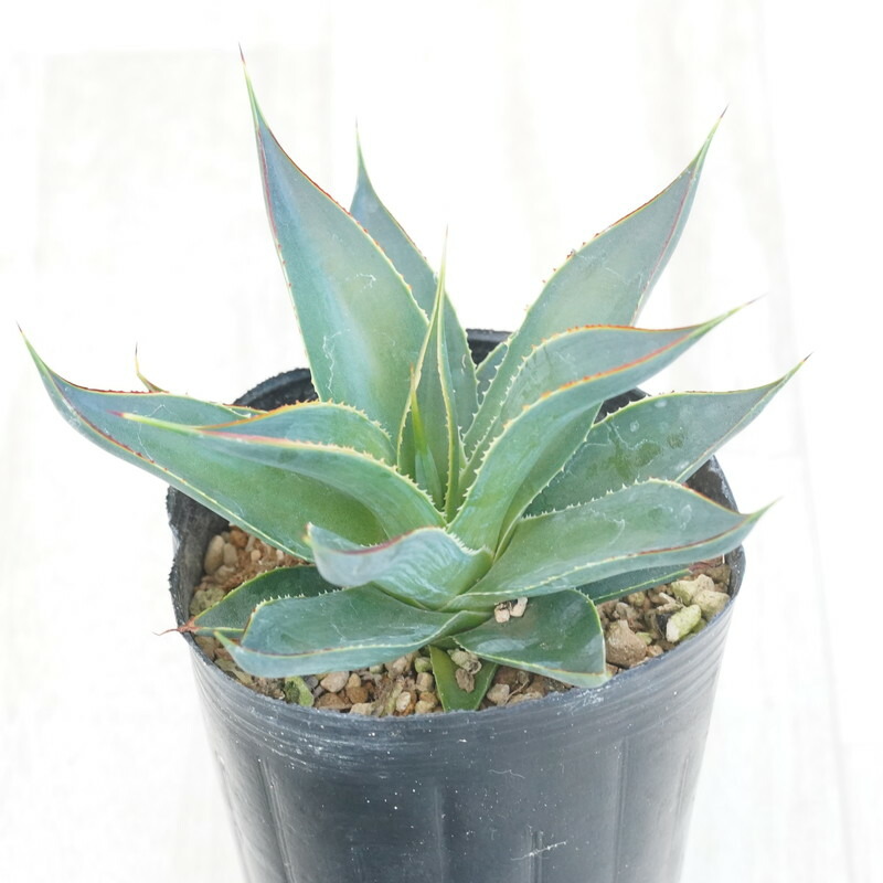 楽天市場】アガベ・パリー・トルンカータ 3号ロングポット×3株セット