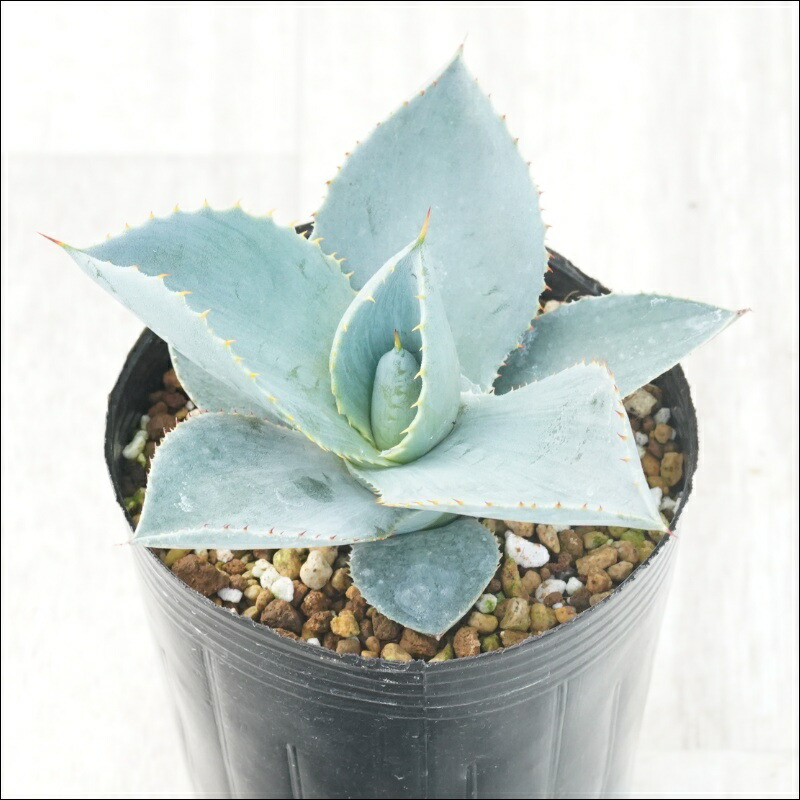 楽天市場】アガベ・チタノタ「三叉戟（トライデント）」 3.5号鉢