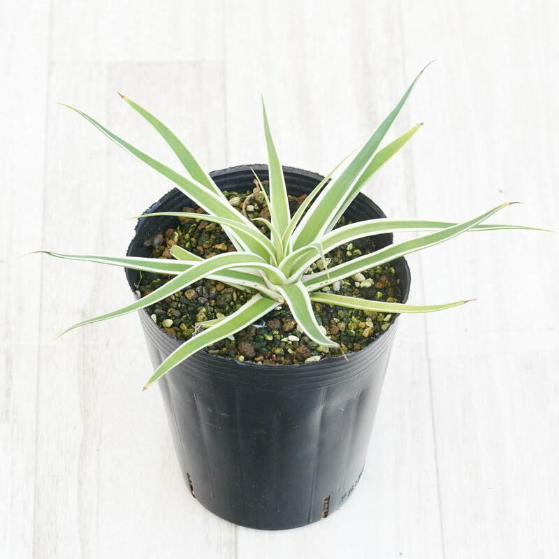 【レア物】アガベ　 インプレッサ 　ペンキ付き 大株46cm レア物】アガベ インプレッサ ペンキ付き 大株46cm