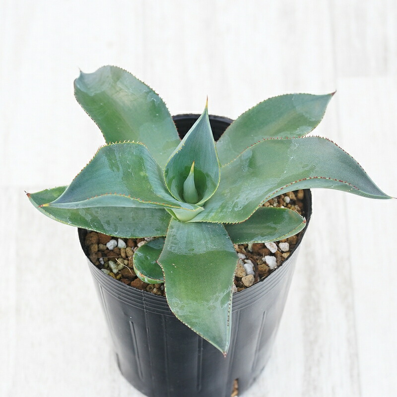 楽天市場】アガベ・ジェスブレイティ「パープソラム」 5号ポット